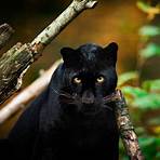 pantera negra hábitat2