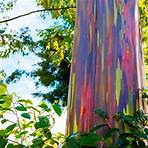 rainbow eucalyptus wikipedia english3