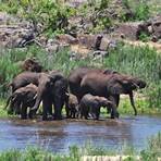 parc kruger afrique du sud3