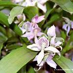 weißer belag auf orchideen5