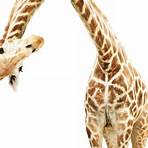 giraffe picture3