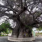 baobab arbre5