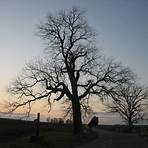 A Witness Tree3
