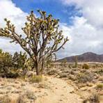 Where to visit in Mojave National Preserve?2
