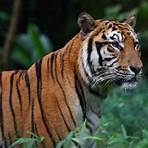 List of Tiger3