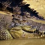 crocodile images4