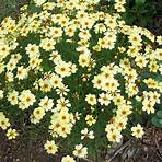 How do you prune Coreopsis?1