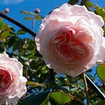 englische rosen david austin1