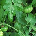 grüne tomaten giftig1