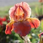 iris pflanze1
