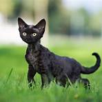 raças de gatos pretos3