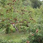 Apple Tree Yard3