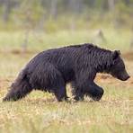 black bear pictures high definition1
