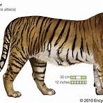tigres animal wikipedia3