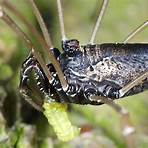which is the best known member of the phalangiidae plant species2