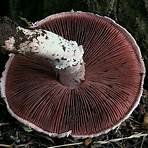pilze champignons erkennen3