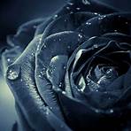 aesthetic black rose wallpaper5