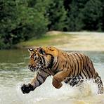 What is the scientific name for a Bengal tiger?3