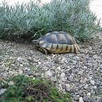 welche schildkröten leben in deutschland2