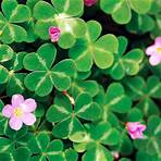 Oxalis5