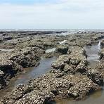 德國學者調查桃園內海的藻礁是怎麼回事?2