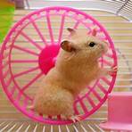 The Hamster Wheel1