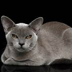 what is a gray cat called1