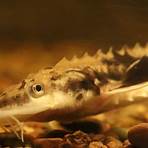 why are hatcheries important to animals2