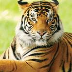 Panthera tigris wikipedia4