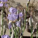 iris pflanzen und pflegen4
