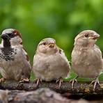Sparrow3