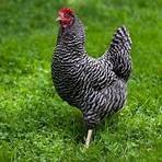 barred plymouth rock chickens info3
