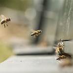 interesting facts about bees4
