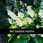 big daddy hosta1