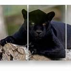quadro pantera negra animal2