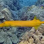 what is the best swimming snorkel fish4