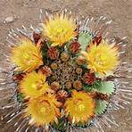 flor de cactus dibujo para imprimir2