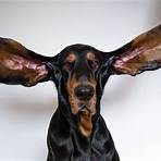 Dog Ear Records wikipedia2