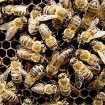 interesting facts about bees5