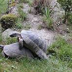 welche schildkröten leben in deutschland5