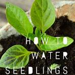 how do you start a plant from seeds in water4