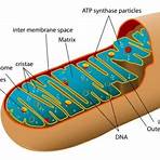 mitochondrial dna definition biology1