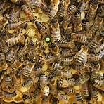La abeja reina2