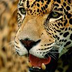 jaguar endangered species2
