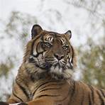 royal bengal tiger vs siberian tiger2