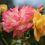 what does a rose symbolize in the bible4