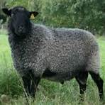 gotland sheep1