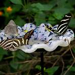 Schmetterlinge4