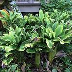bananeira planta2