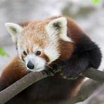 Is a red panda related to a raccoon?3